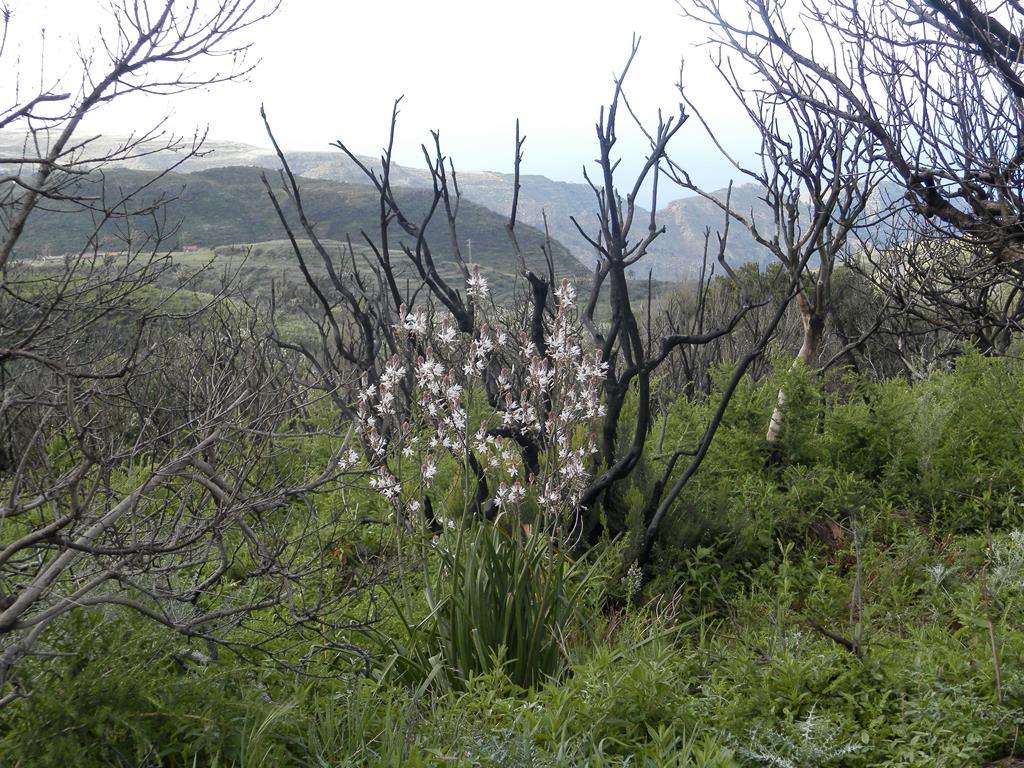 Wanderung von Arure nach  El Cercado, Calera